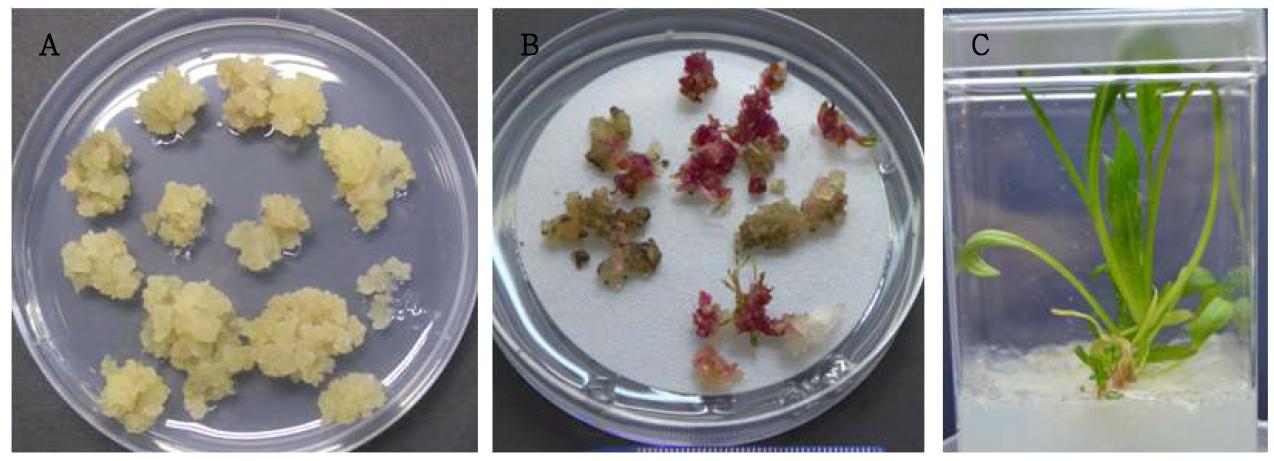 So-CYP85 유전자가 과발현 되도록 도입된 시금치 캘러스의 선발 및 재분화.