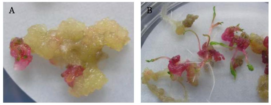So-CYP90B 유전자가 과발현 되도록 도입된 시금치 캘러스의 선발 및 재분화.