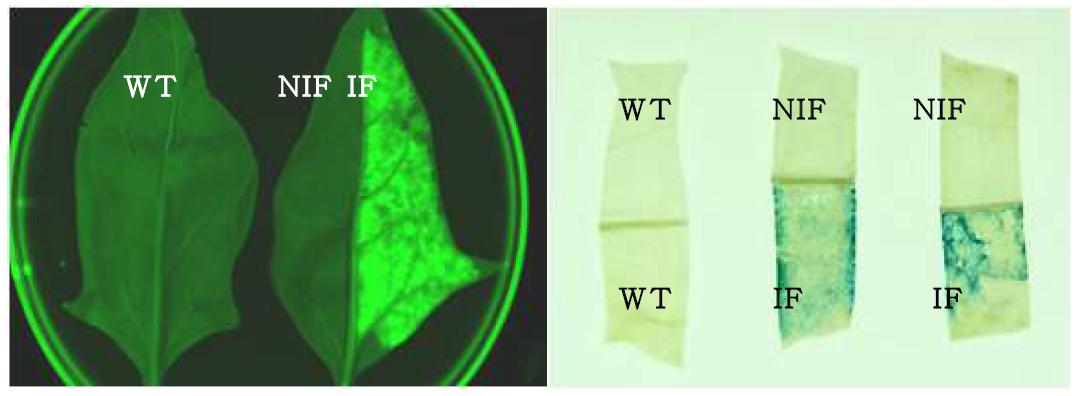 Agroinfiltration 한 시금치 잎에서의 GFP(좌)와 GUS(우) 발현.