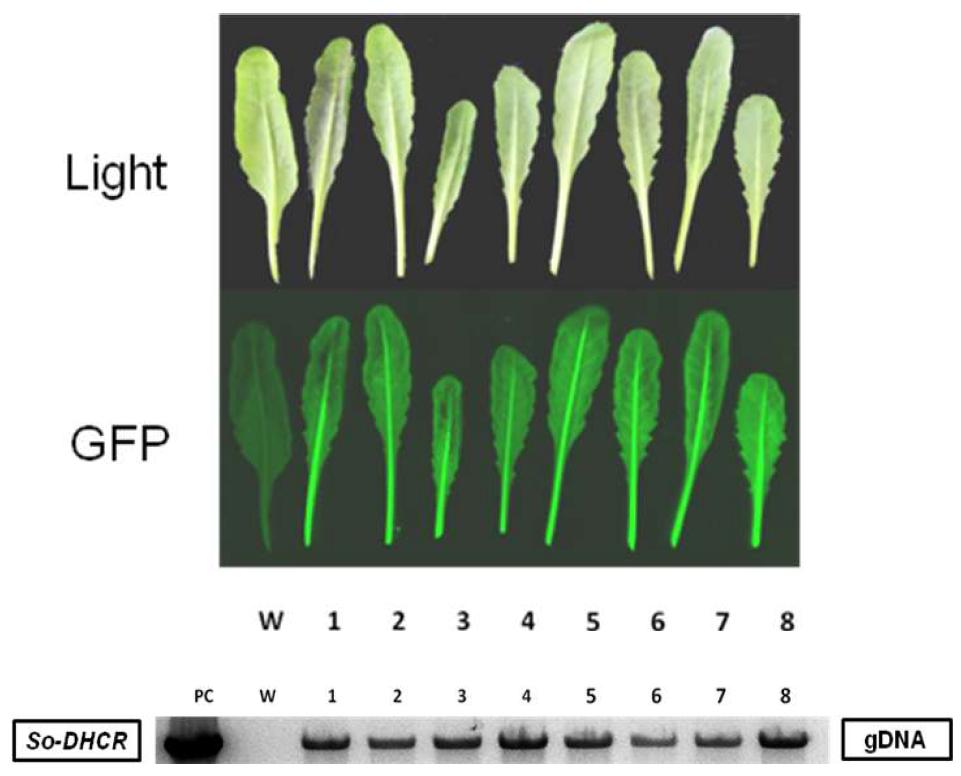 So-DHCR 유전자가 도입된 형질전환 애기장대의 GFP 발현 및 도입유전자 분석 결과.