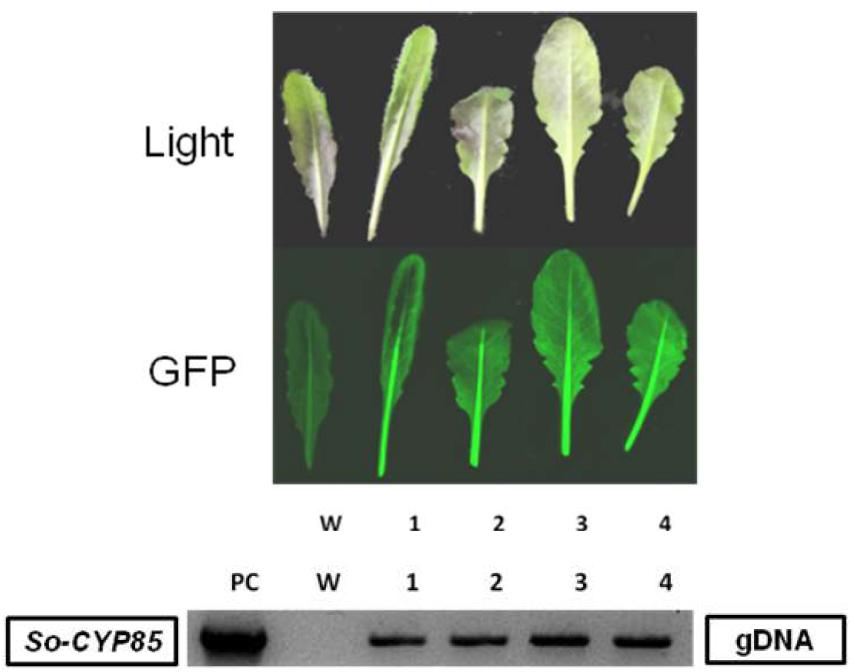 So-CYP85 유전자가 도입된 형질전환 애기장대의 GFP 발현 및 도입유전자 분석 결과.