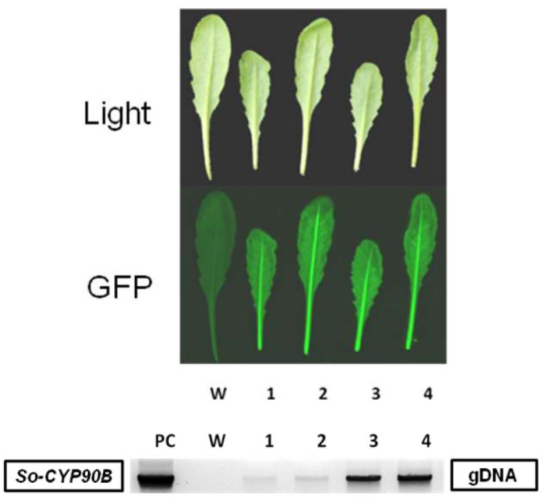 So-CYP90B 유전자가 도입된 형질전환 애기장대의 GFP 발현 및 도입유전자 분석 결과.
