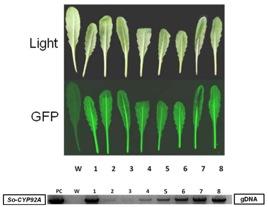 So-CYP92A 유전자가 도입된 형질전환 애기장대의 GFP 발현 및 도입유전자 분석 결과.