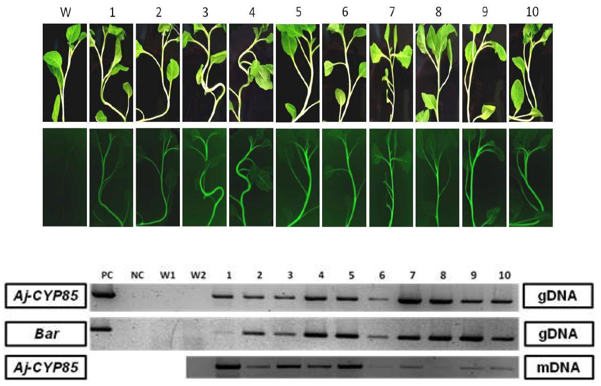 Aj-CYP85 유전자가 도입된 형질전환 담배의 GFP 발현 및 도입유전자 분석 결과.