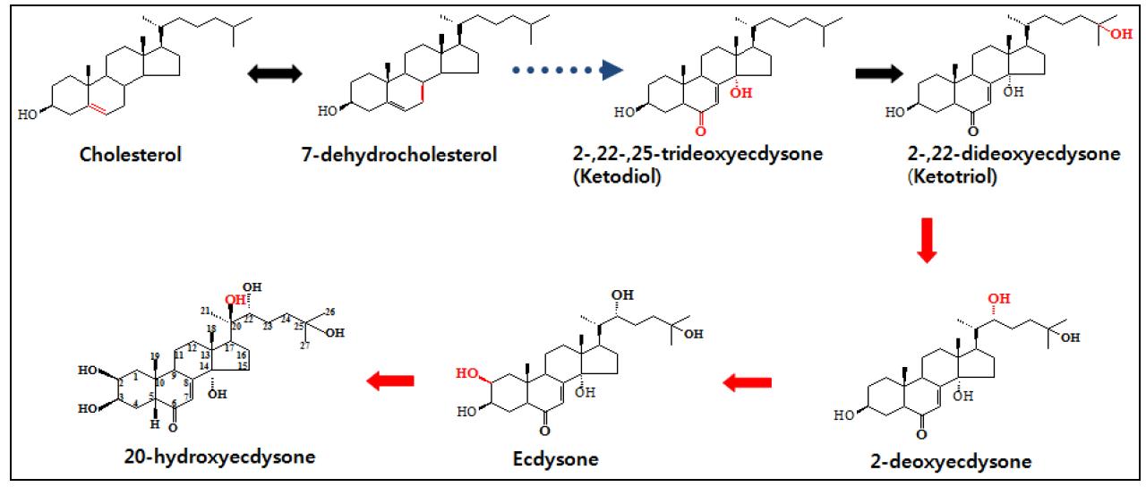 추정적인 식물의 엑디스테로이드(20E) 생합성 경로.