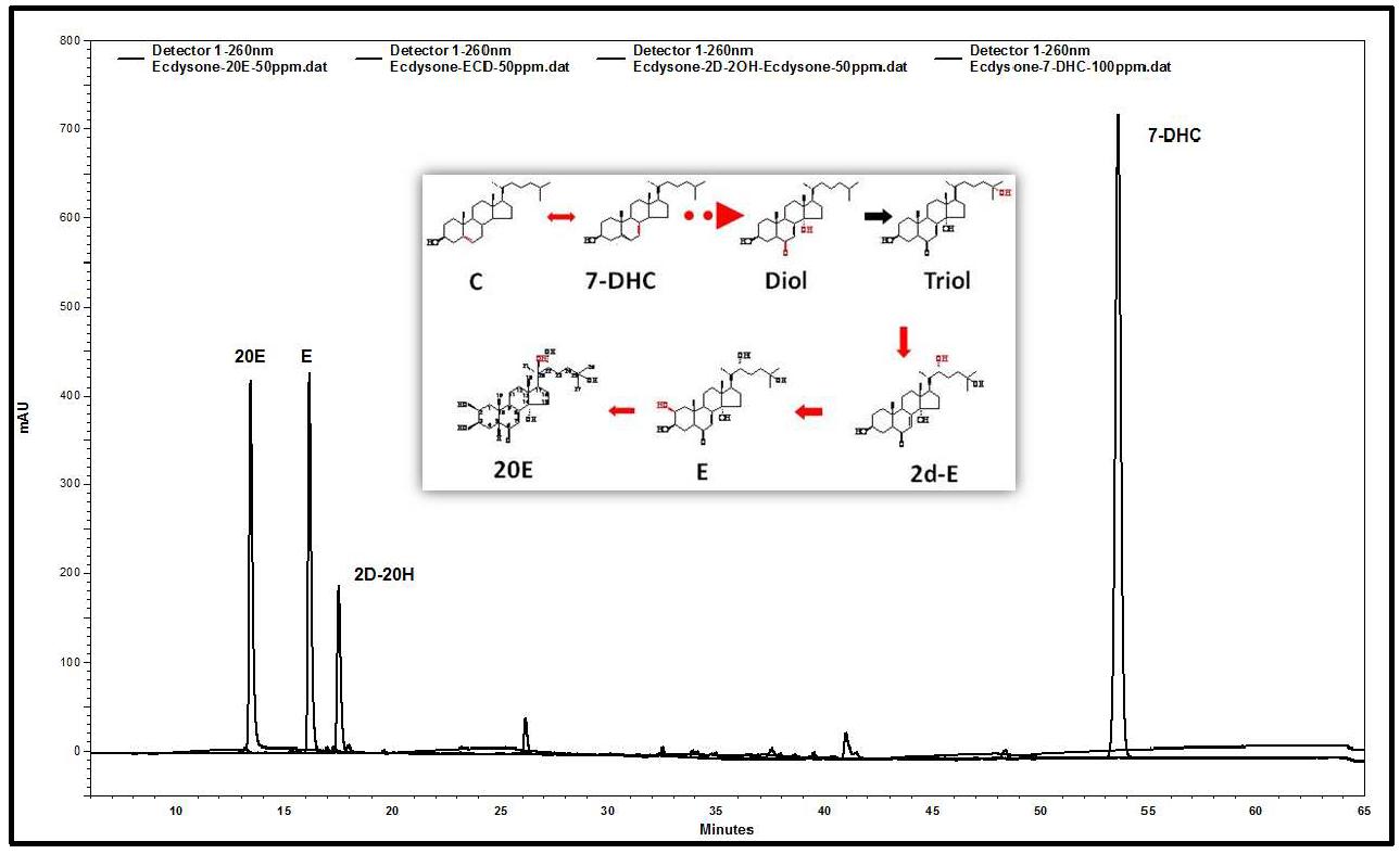 엑디스테로이드 대사체 4종 표준물질의 HPLC 크로마토그램과 대사산물의 생합성 경로상 위치.