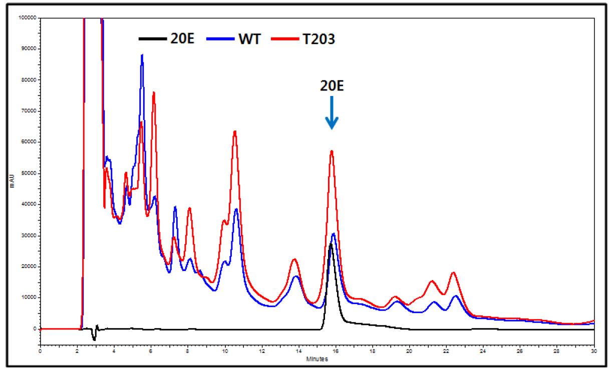 CYP85 유전자가 과발현 되도록 도입된 시금치 형질전환체의 20E 함량 분석 크로마토그램.