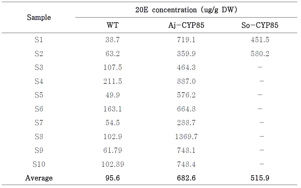 Aj-CYP85와 So-CYP85 유전자가 과발현 도입된 시금치 형질전환체의 20E 함량