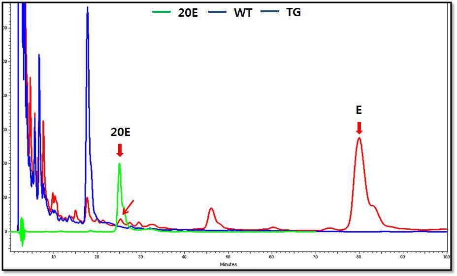 곤충의 20-hydroxylase 유전자가 도입된 애기장대의 엑디스테로이드 대사체 분석 및 전구물질 feeding에 따른 20E 생성여부 확인 크로마토그램.