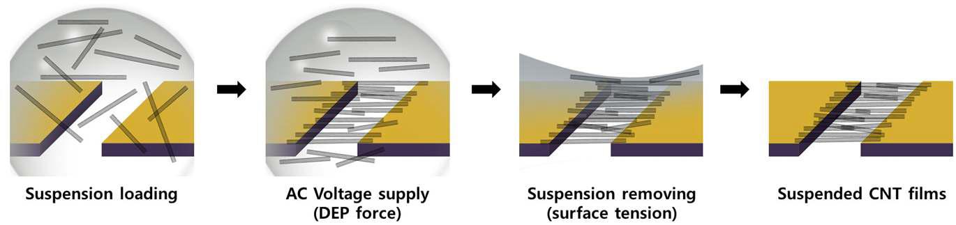 DEP를 이용한 SWNT의 위치 제어 및 필름 제작원리