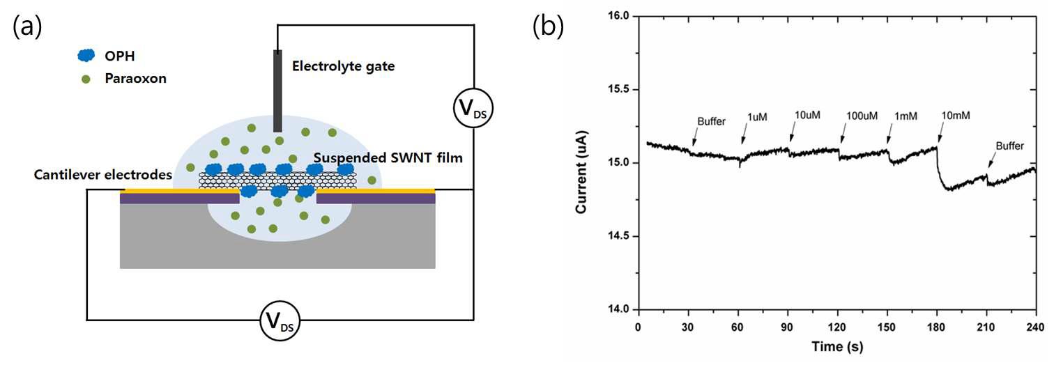 (a) OPH가 고정된 탄소나노튜브 필름 센서의 개념도, (b) OPH가 고정된 탄소나노튜브 필름 센서를 이용한 Paraoxon 검출