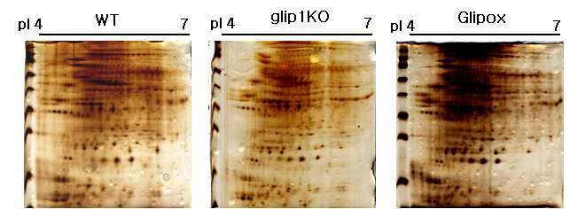 2D gel image