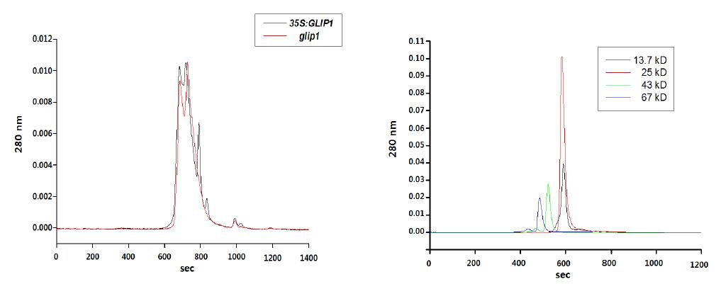 1차 HPLC 3번 분류군의 2차 size exclusion HPLC