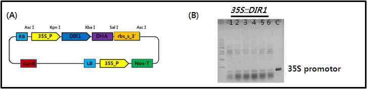 DIR1 과발현 식물체 제작