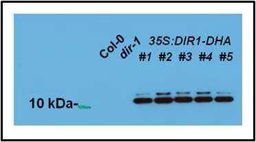 HA antibody를 이용한 35S:DIR1 T3 line들의 Western blot 분석