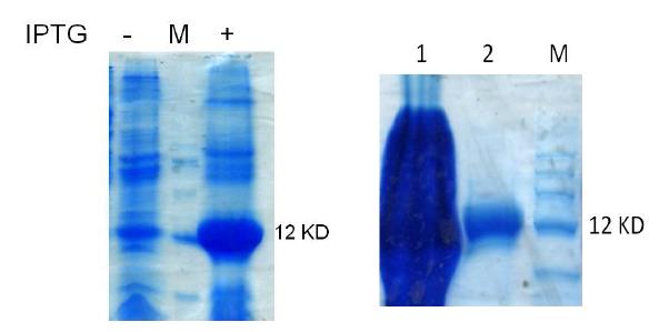 DIR1 재조합 단백질 IPTG induction test 및 정제