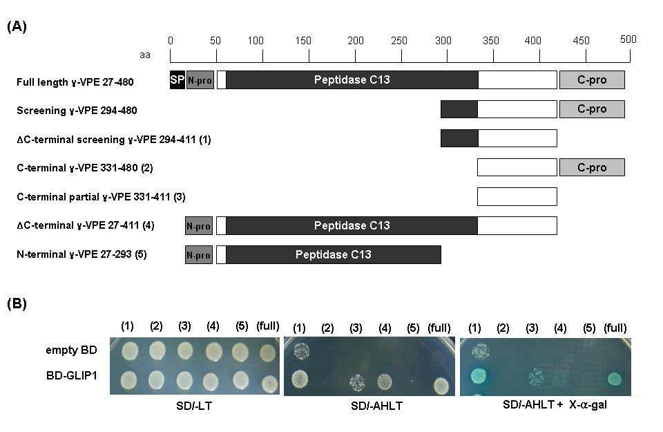 partial form의 γ-VPE 단백질과 GLIP1 단백질의 결합 확인