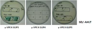 γ-VPE 단백질과 다른 GLIP 댄백질들과의 상호 결합 확인