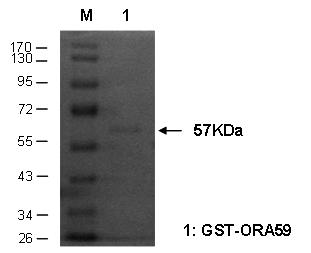 GST-ORA59 재조합 단백질분리