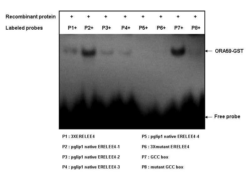 GST-ORA59 재조합 단백질과 ERELEE4 DNA motif의 결합