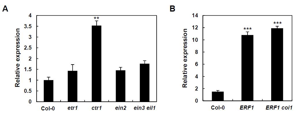 ethylene 신호전달 변이체 (A)와 ERF1 과발현 식물체 (B)에서의 GLIP1 발현 분석