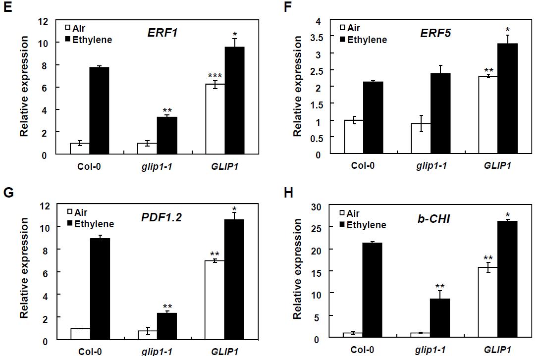 glip1과 35S:GLIP1 식물체에서 ethylene 관련 유전자들의 발현 분석