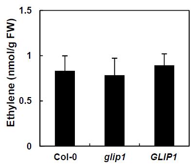 야생형, glip1-1, 35S:GLIP1 식물체에서 ethylene 함량 측정