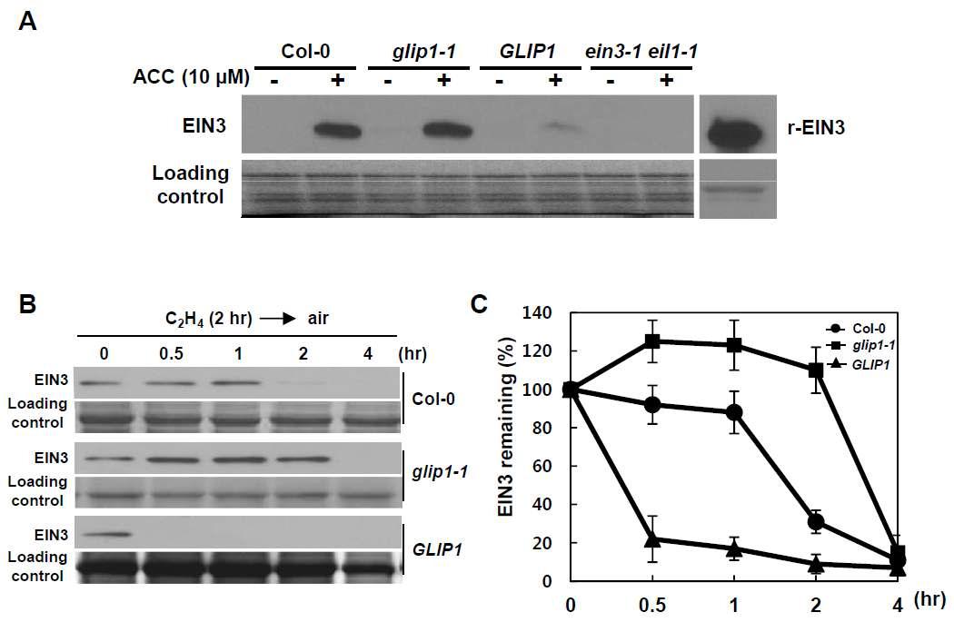 glip1-1 및 35S:GLIP1 식물체의 EIN3 단백질 함량 측정