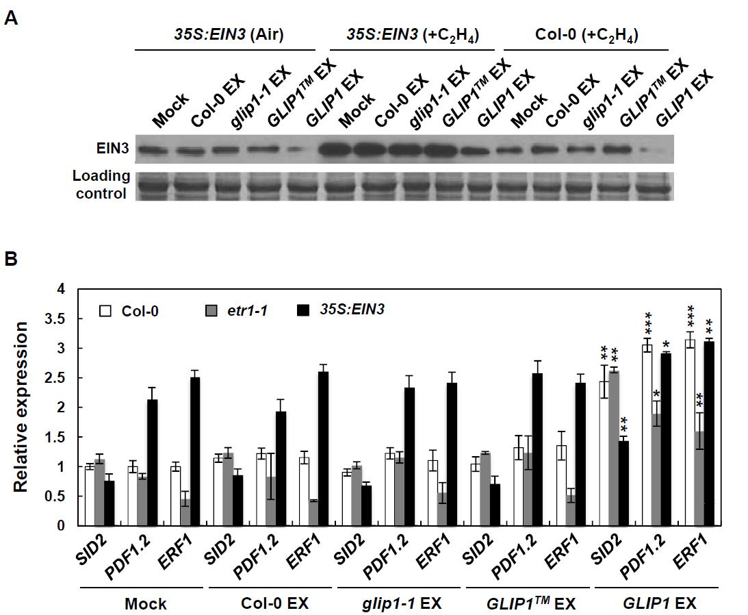 야생형, glip1-1, 35S:GLIP1 체관수액 처리에 의한 EIN3 단백질과 유전자 발현 양상 확인