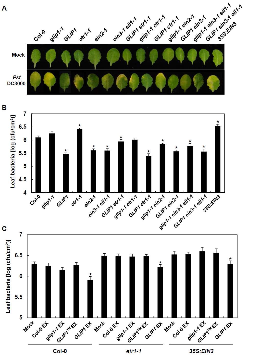 glip1, 35S:GLIP1, ethylene 변이체의 Pst DC3000에 대한 병저항성 조사