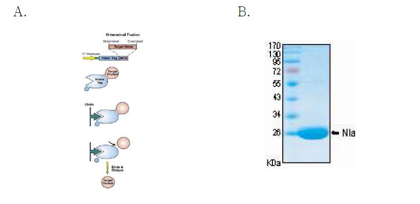 A. NIa 단백질 분해 효소의 정제 과정 모식도. B. NIa 단백질 분해 효소 정제 결과