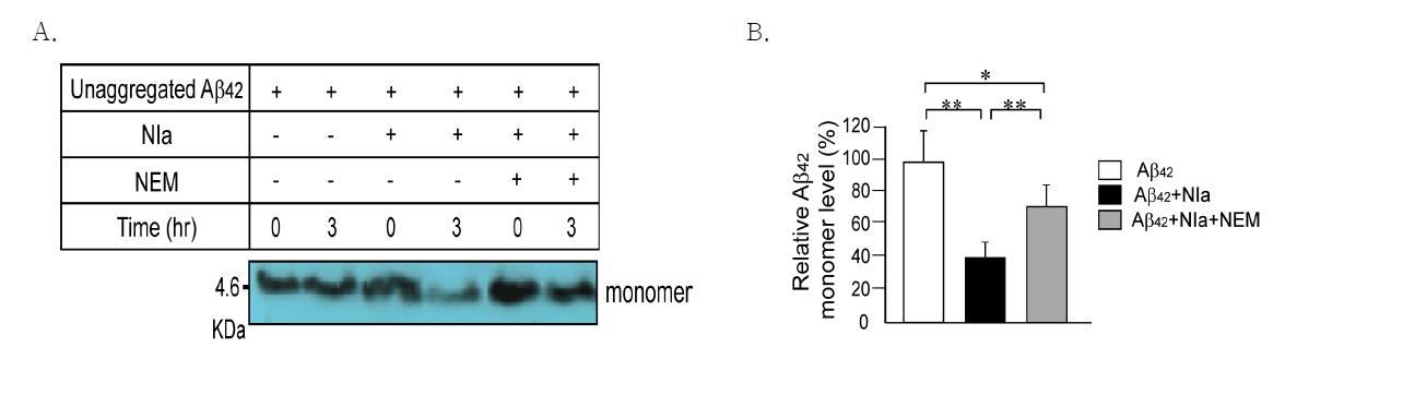 A. NIa에 의한 monomer 상태의 Aβ1-42 분해, B. 반응 3시간에서 Aβ의 분해를 정량화한 그래프