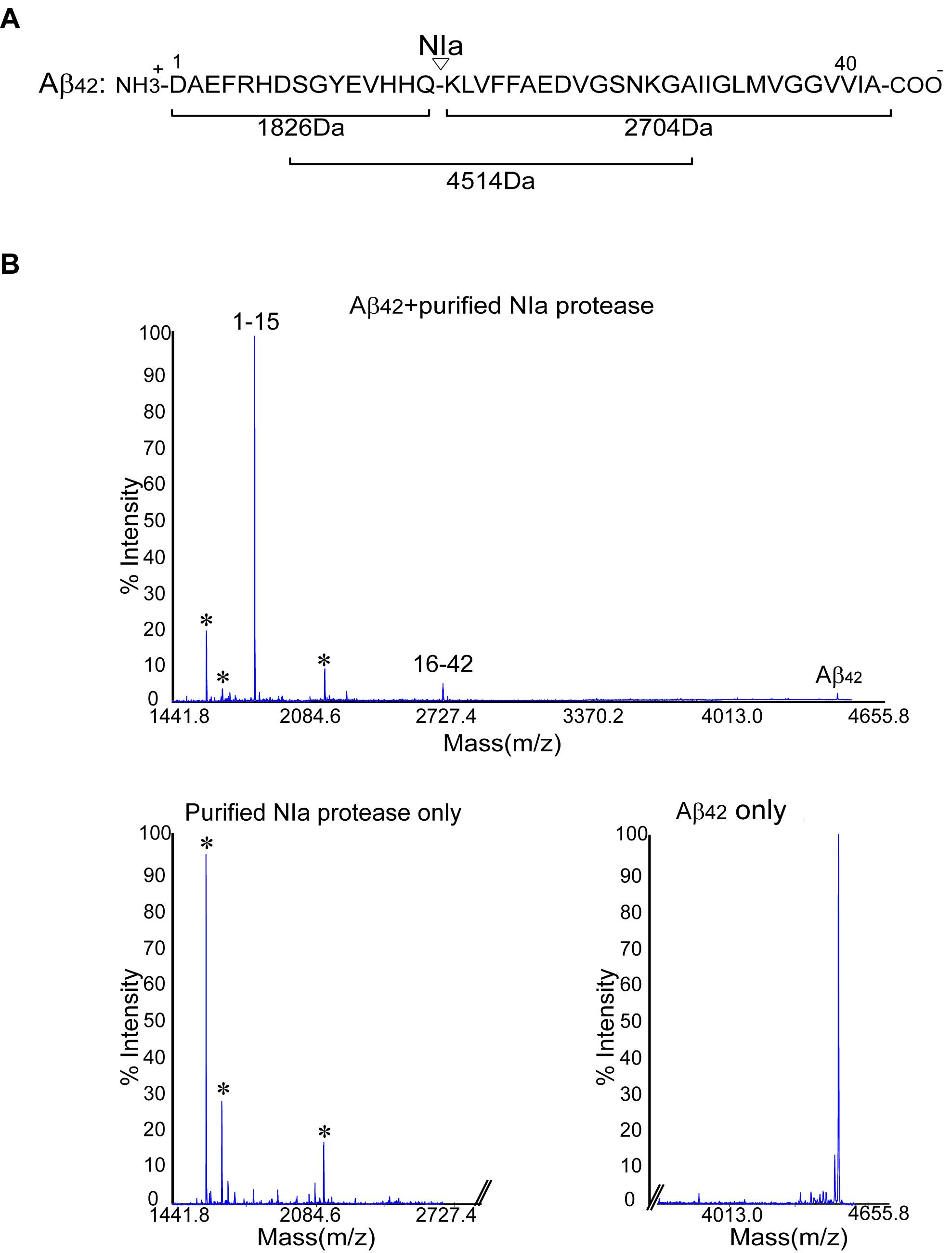 A. Aβ1-42의 1-15과 16-42 아미노산 서열에 따른 예상 분자량, B. NIa와 Aβ1-42의 mass 분석 결과