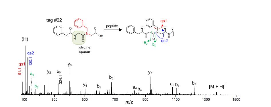 Glycine spacer를 가진 tag #02를 angiotensin II에 결합시킨 후 얻은 탄뎀질량 분석한 질량 스펙트럼.