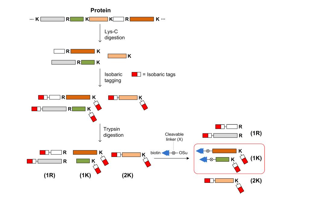 동중체와 affinity 표지를 결합한 단백질 정량.