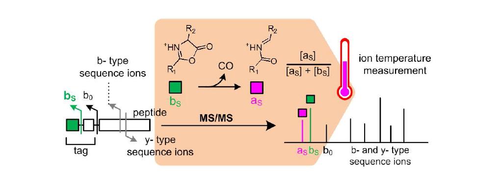 MBIT 표지의 bS 및 aS 이온의 상대적인 세기로 펩티드 이온의 온도를 측정하는 방법