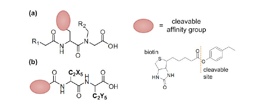 Cleavable affinity 기능이 추가된 (a) mMBIT 및 (b) eMBIT.