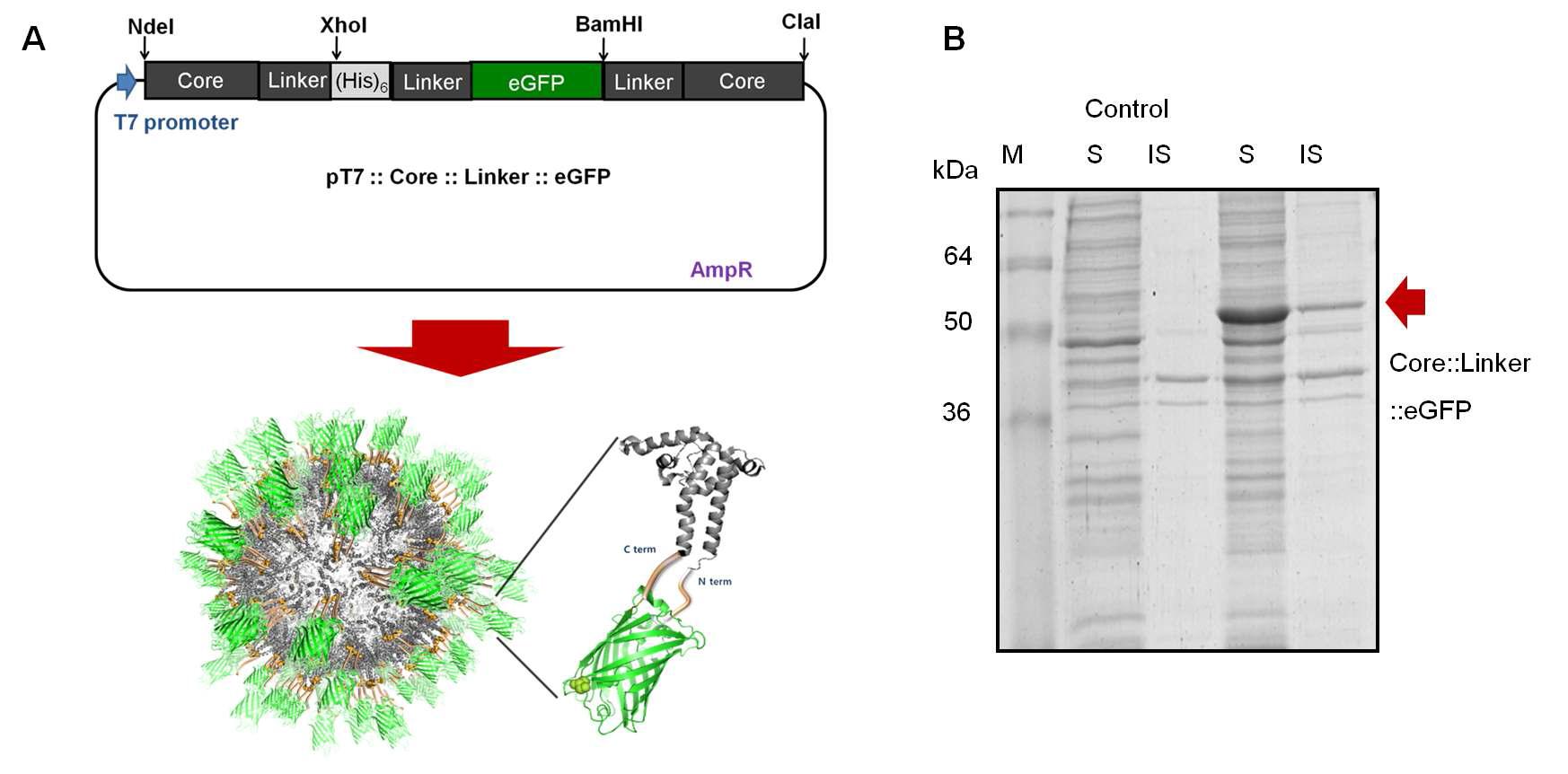 형광도 증폭을 위한 형광 단백질 나노 입자 개발 방법, (A) 녹색 형광 단백질이 삽입된 자가 조립 단백질 나노 입자 발현 벡터 설계, 형광 단백질이 표출된 단백질 나노 입자 모식도와 (B) 대장균에서 발현 후 형광 단백질 나노입자의 SDS PAGE 결과
