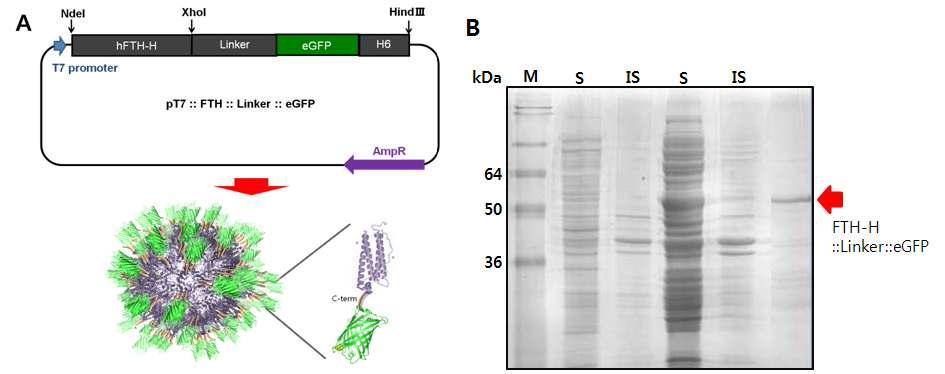 형광 단백질 나노입자 개발 방법 (A) 녹색 형광단백질이 삽입된 자가 조립 단백질 나노입자 발현 벡터 설계 및 형광 단백질이 표출된 단백질 나노 입자 모식도 (B) 대장균에서 발현 후 형광단백질 나노입자의 SDS PAGE 결과 (1lane: Size Marker; 2,3 lane: E. coli BL21 soluble and insoluble fraction; 4,5 lane: pT7::FTH-H::linker::eGFP in E. coli BL21 soluble and insoluble fraction; 6 lane: Purified FTH-H::linker::eGFP)