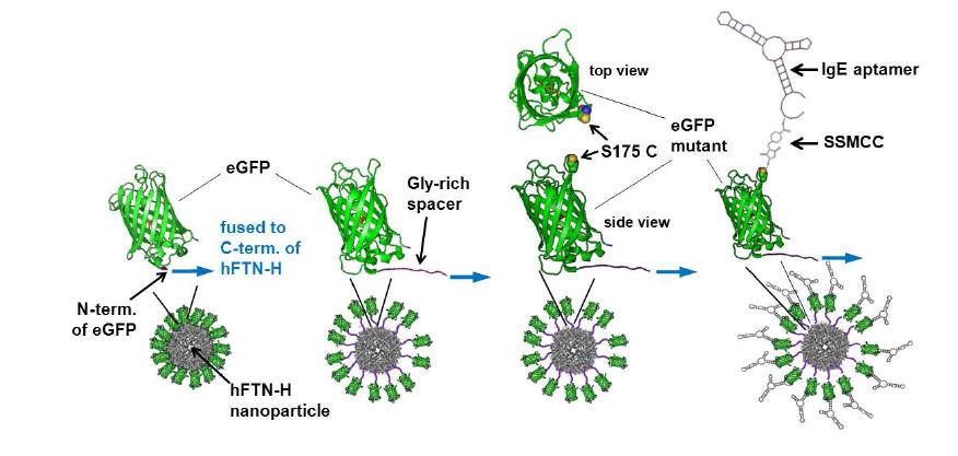 압타머 융합 형광단백질 나노입자의 제작 과정