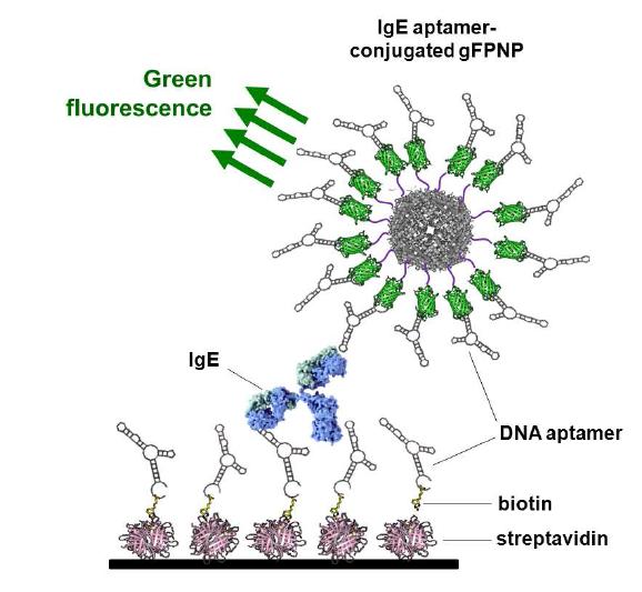 압타머 융합 형광단백질 나노입자 기반의 IgE 진단 센서 모식도