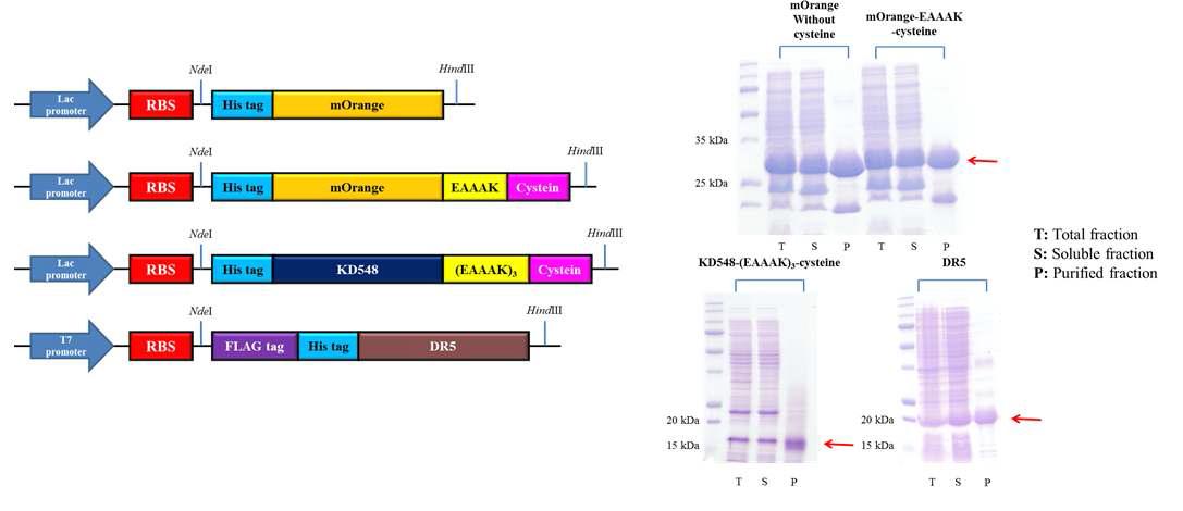 본 연구에 활용한 단백질의 발현 시스템(좌)과 생산 및 정제한 단백질들의 12% SDS-PAGE 분석 결과(우)