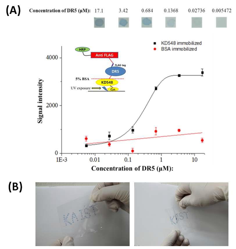 (A) 유리 기판 위에 KD548을 적용한 단백질 골격 방법을 이용하여 구현한 단백질 칩의 DR5 검출 감도. (B) 폴리에틸렌 필름 위에 구현한 단백질 칩. 폴리에틸렌 위에는 iCVD를 이용하여 p(V4D4) 100nm를 코팅하였으며, KD548을 적용한 단백질 골격 방법을 이용하여 DR5를 검출하였다(파란 점).