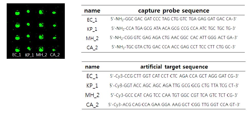 iCVD로 증착한 p(GMA)가 코팅된 슬라이드 글라스 위에서의 artificial probe DNA와 target DNA hybridization 결과(좌)와 실험에 이용한 artificial probe와 target DNA의 시퀀스(우)