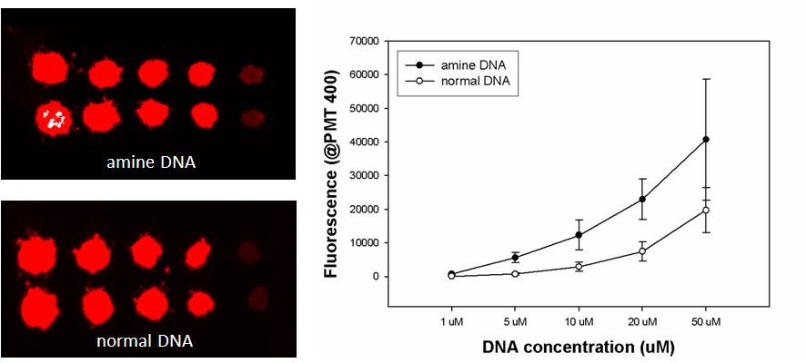 p(GMA)가 코팅된 크로마토그래피 종이에서의 amine-modified DNA와 일반 DNA의 형광 시그널 감도 차이