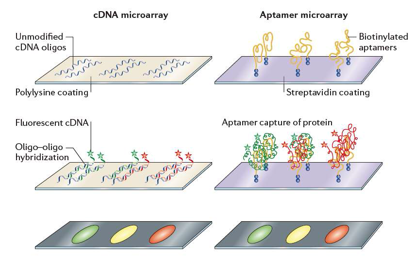 Microarray format에서의 Aptamer 적용 예