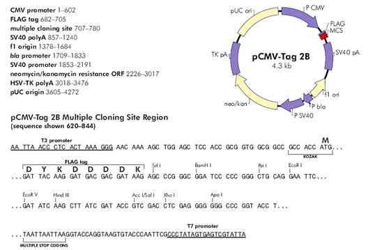 Structure of pCMV-Tag 2B vector.