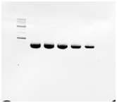 PCR products of FLAG-SOCS1.