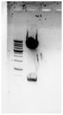 Digestion pattern of SOCS1 cloned into pCMV-Tag 2B vector (pCMV-SOCS1 (DH5α)).