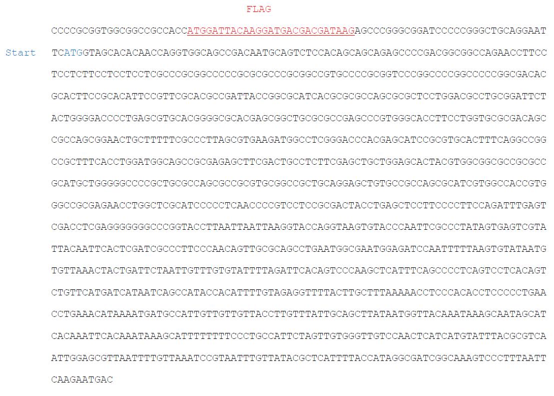 DNA sequence of SOCS1 cloned into pCMV-Tag 2B vector.